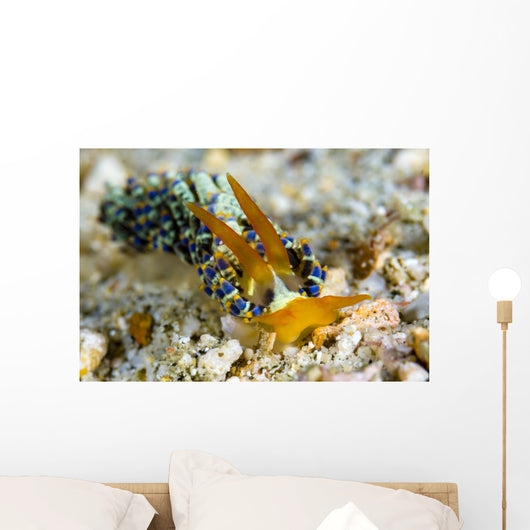 Cuthona Nudibranch Milne Bay Wall Decal