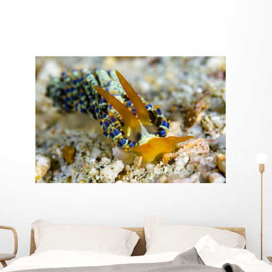 Cuthona Nudibranch Milne Bay Wall Decal