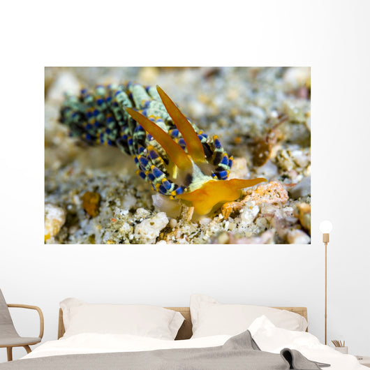 Cuthona Nudibranch Milne Bay Wall Decal