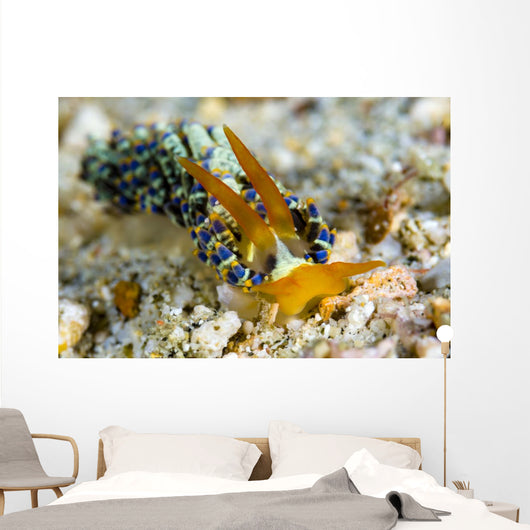Cuthona Nudibranch Milne Bay Wall Decal