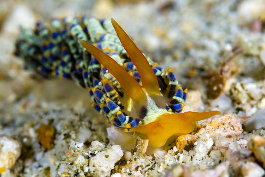 Cuthona Nudibranch Milne Bay Wall Decal