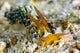 Cuthona Nudibranch Milne Bay Wall Decal