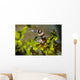 Squat Shrimp Milne Bay Wall Decal