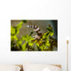 Squat Shrimp Milne Bay Wall Decal