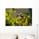 Squat Shrimp Milne Bay Wall Decal