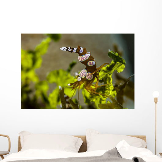 Squat Shrimp Milne Bay Wall Decal