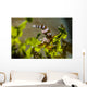 Squat Shrimp Milne Bay Wall Decal