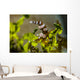 Squat Shrimp Milne Bay Wall Decal