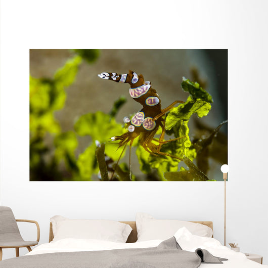 Squat Shrimp Milne Bay Wall Decal