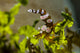 Squat Shrimp Milne Bay Wall Decal