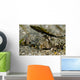 Fingered Dragonet Milne Bay Wall Decal