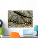 Fingered Dragonet Milne Bay Wall Decal