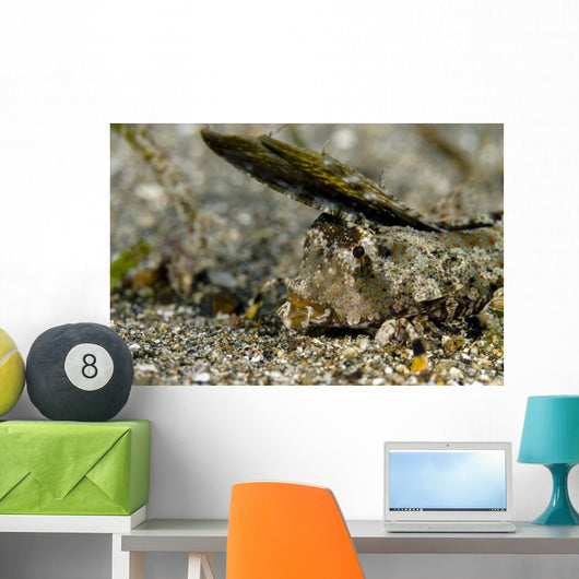 Fingered Dragonet Milne Bay Wall Decal