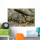 Fingered Dragonet Milne Bay Wall Decal