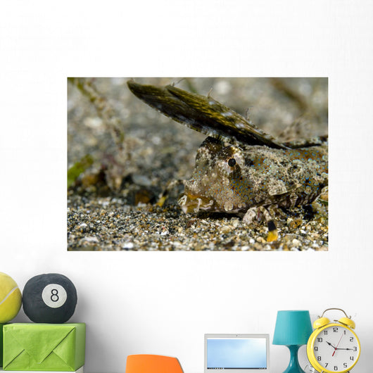 Fingered Dragonet Milne Bay Wall Decal