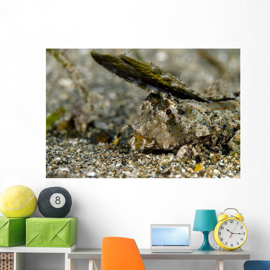Fingered Dragonet Milne Bay Wall Decal