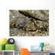 Fingered Dragonet Milne Bay Wall Decal