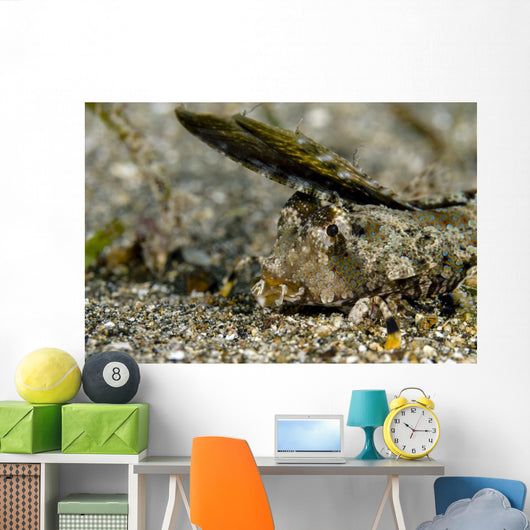 Fingered Dragonet Milne Bay Wall Decal