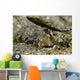 Fingered Dragonet Milne Bay Wall Decal