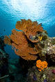 Reef Scene with Sea Close-up Wall Decal