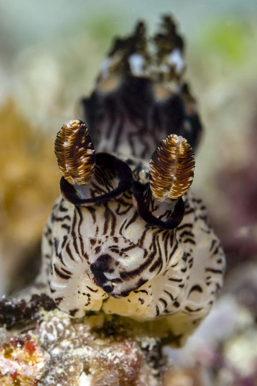 Red-lined Jorunna Nudibranch Milne Wall Decal