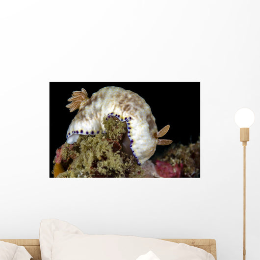 Goniobranchus Rufomaculatus Nudibranch Milne Wall Decal