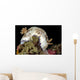 Goniobranchus Rufomaculatus Nudibranch Milne Wall Decal