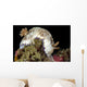 Goniobranchus Rufomaculatus Nudibranch Milne Wall Decal