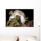 Goniobranchus Rufomaculatus Nudibranch Milne Wall Decal