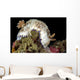 Goniobranchus Rufomaculatus Nudibranch Milne Wall Decal