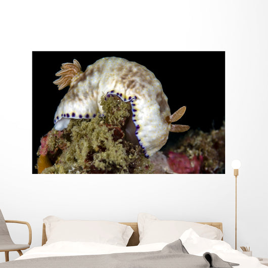 Goniobranchus Rufomaculatus Nudibranch Milne Wall Decal
