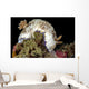 Goniobranchus Rufomaculatus Nudibranch Milne Wall Decal