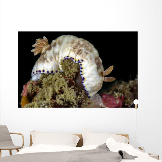 Goniobranchus Rufomaculatus Nudibranch Milne Wall Decal