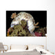 Goniobranchus Rufomaculatus Nudibranch Milne Wall Decal