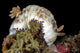 Goniobranchus Rufomaculatus Nudibranch Milne Wall Decal