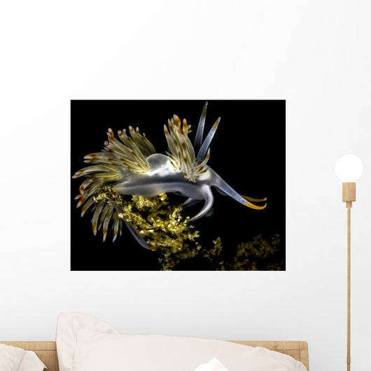 Orange-tipped Flabellina Nudibranch Milne Wall Decal