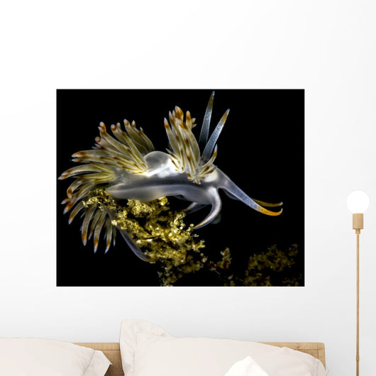Orange-tipped Flabellina Nudibranch Milne Wall Decal