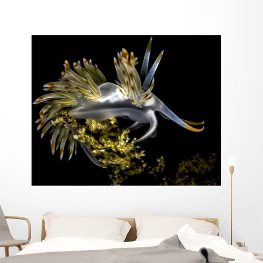 Orange-tipped Flabellina Nudibranch Milne Wall Decal