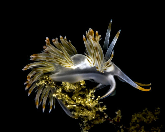 Orange-tipped Flabellina Nudibranch Milne Wall Decal