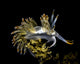 Orange-tipped Flabellina Nudibranch Milne Wall Decal
