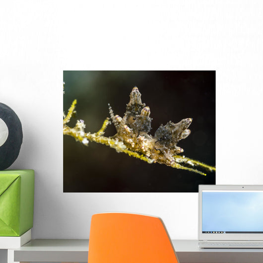 Eubranchus Species Nudibranch Milne Wall Decal