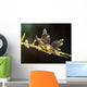 Eubranchus Species Nudibranch Milne Wall Decal