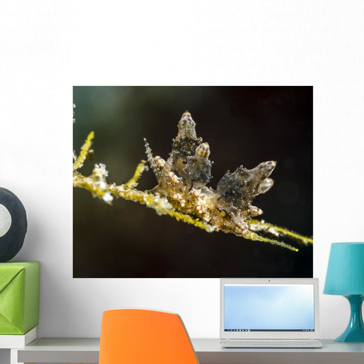 Eubranchus Species Nudibranch Milne Wall Decal