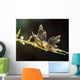 Eubranchus Species Nudibranch Milne Wall Decal