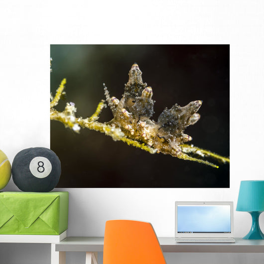 Eubranchus Species Nudibranch Milne Wall Decal