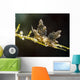 Eubranchus Species Nudibranch Milne Wall Decal