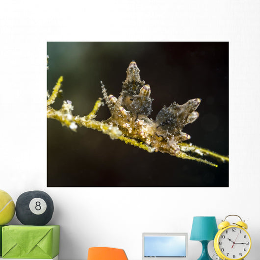 Eubranchus Species Nudibranch Milne Wall Decal
