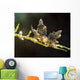 Eubranchus Species Nudibranch Milne Wall Decal