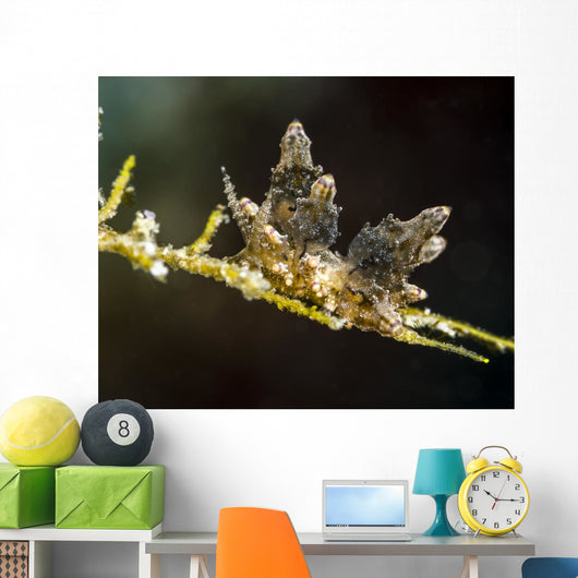 Eubranchus Species Nudibranch Milne Wall Decal