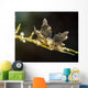 Eubranchus Species Nudibranch Milne Wall Decal